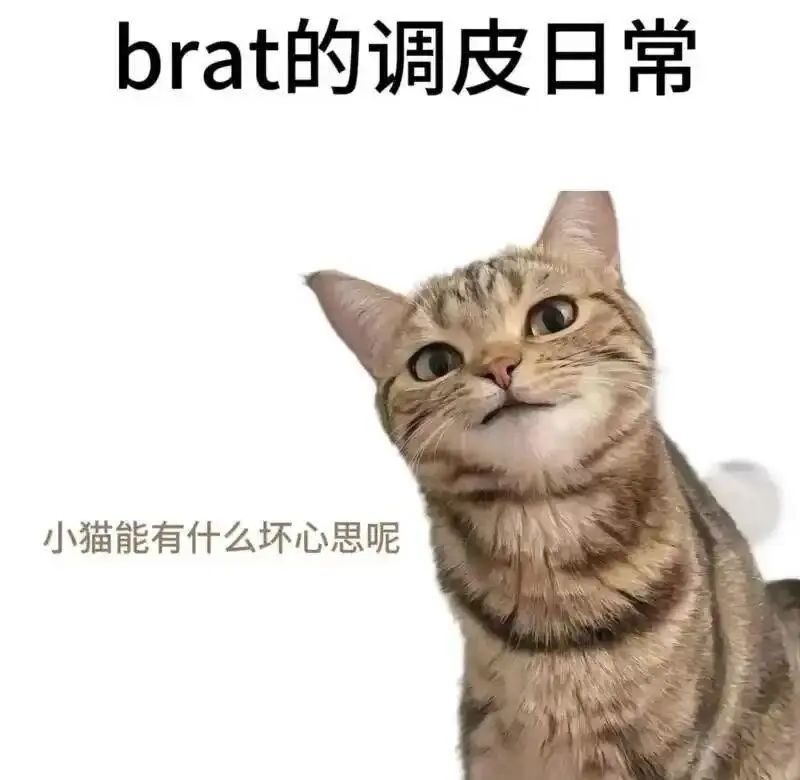 西檬之家-K8是什么？字母圈新人入门指南